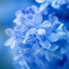 Macro Photography of Delicate Blue Flowers