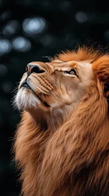 Lion Gazing Upward in Profile