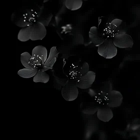 Black and White Flowers in Monochrome