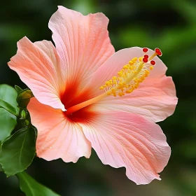 Delicate Hibiscus Flower in Bloom