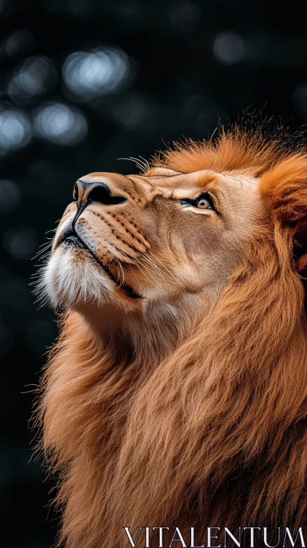 Lion Gazing Upward in Profile