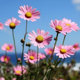 Blooming Pink Daisies with Clear Blue Sky