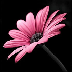 Detailed Pink Daisy Close-Up