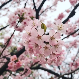 Serene Cherry Blossoms on Tree Branches