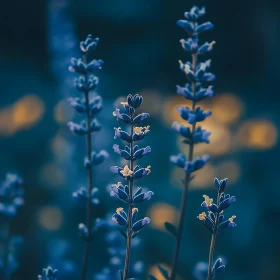 Close-Up of Lavender Blossoms