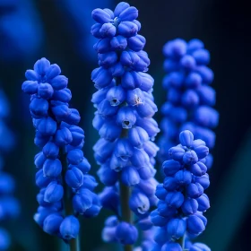 Detailed View of Blue Grape Hyacinth Blossoms