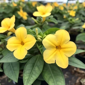 Bright Yellow Blossoms with Lush Greenery