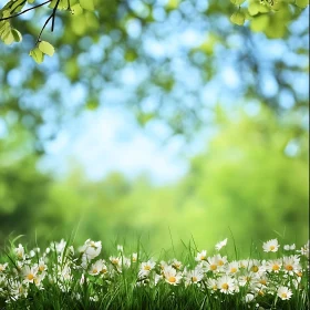 Tranquil Scene of a Daisy-filled Meadow