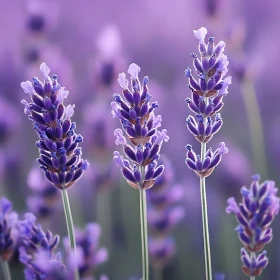 Lavender Blossom Perfection