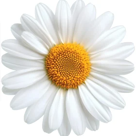 Daisy Flower Close-up With Pristine White Petals