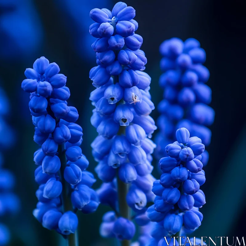 Detailed View of Blue Grape Hyacinth Blossoms Detailed View of Blue Grape Hyacinth Blossoms