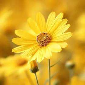 Yellow Flower Macro Photography