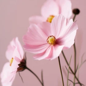 Floral Elegance: Close-Up of Pink Petals and Yellow Centers