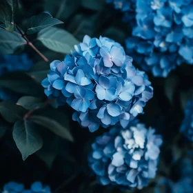 Captivating Blue Hydrangea Blossom