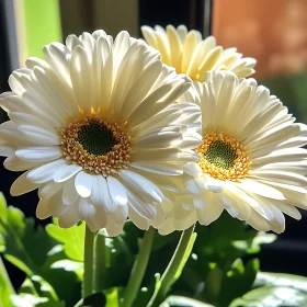 Sunlit White Daisies in Close Detail
