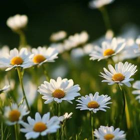 Blooming Field of Daisies