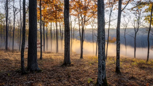 Misty Forest with Sunlit Autumn Leaves