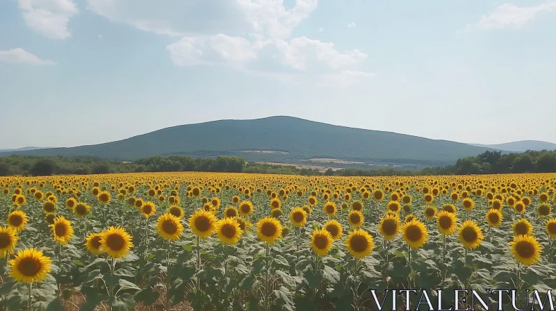 AI ART Blooming Sunflowers in Open Field Under Clear Sky