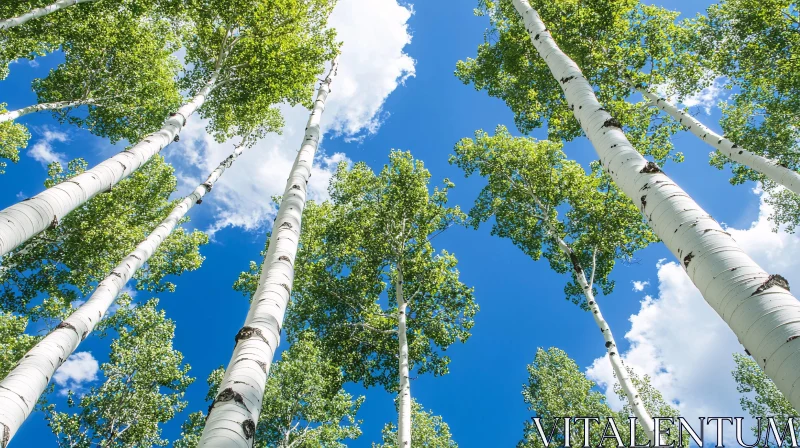 Soaring Aspens Against a Crisp Sky AI Image