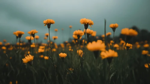 Meadow of Yellow Wildflowers