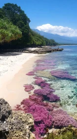 Pristine Beach with Vibrant Coral and Scenic Mountains