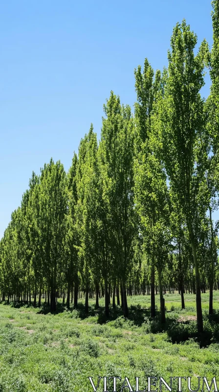 Tall Green Trees on Verdant Landscape AI Image