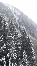 Wintry Mountain Forest with Snowfall