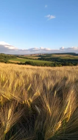 Tranquil Countryside Wheat Field Landscape