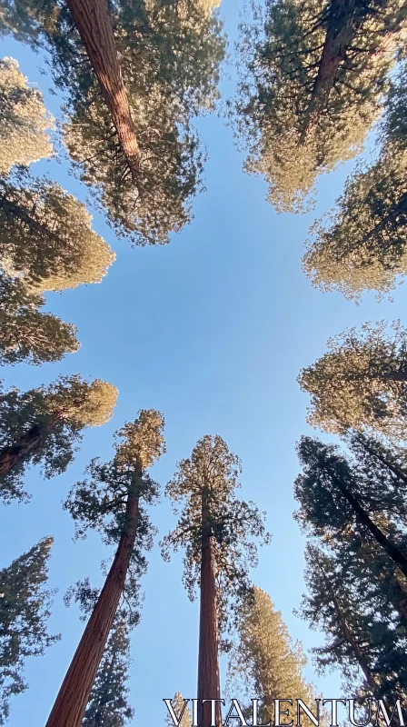 Looking Up at Tall Trees in a Forest AI Image