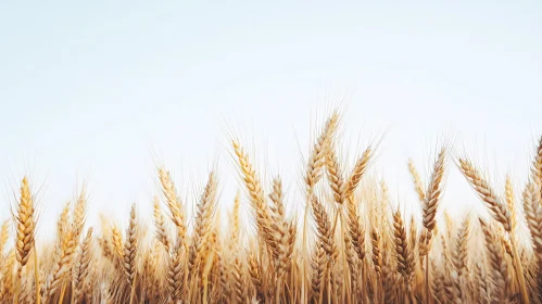Tranquil Wheat Field Horizon