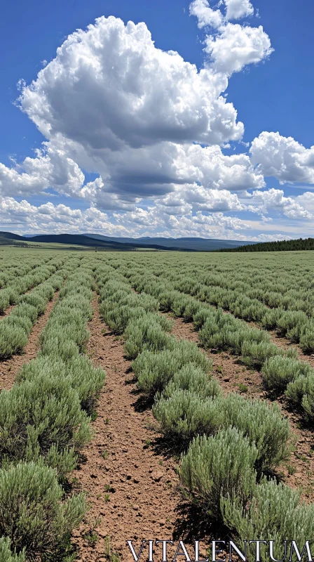 AI ART Sagebrush Field and Cloudscape