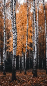 Autumn Birch Forest