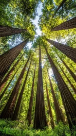 Sunlit Forest with Towering Trees