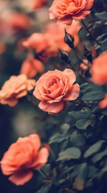 Elegant Pink Roses Blooming