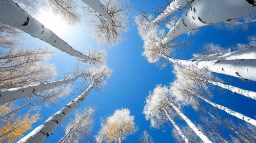 Upward View of Tall Birch Trees