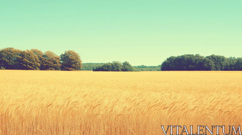 Serene Landscape of Golden Wheat Field and Clear Sky AI Image