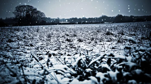 Tranquil Winter Scene in a Snow-covered Field