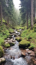 Peaceful Forest Scene with Flowing Stream