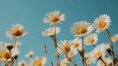 Daisies Under a Clear Blue Sky