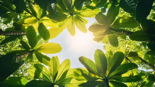 Natural Canopy with Sunlight