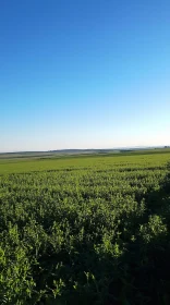 Serene Green Field Landscape