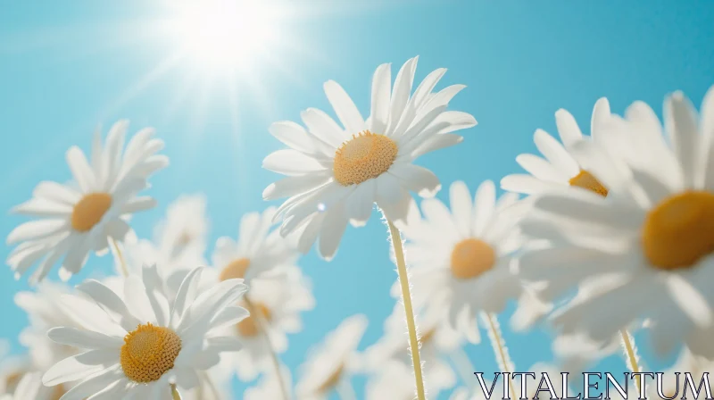 White Daisies in Full Bloom on a Sunny Day AI Image