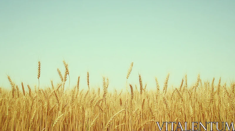 Tranquil Wheat Field Against Blue Sky AI Image