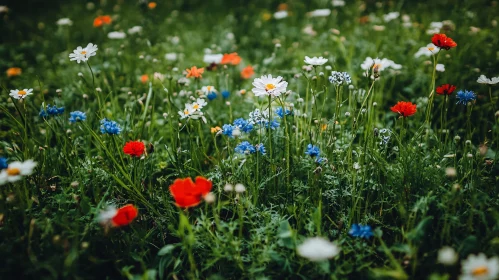 Vibrant Wildflowers in a Green Field