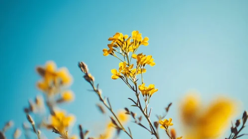 Beautiful Yellow Blossoms with Blue Background