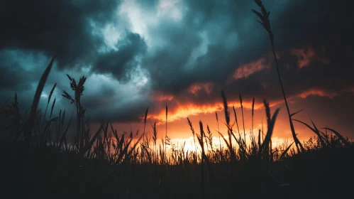 Sunset Silhouettes in Grass Field