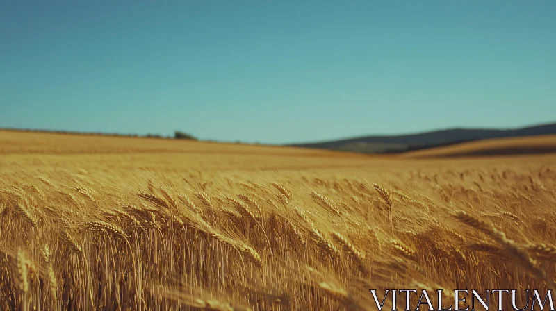 Expansive Wheat Field Landscape AI Image