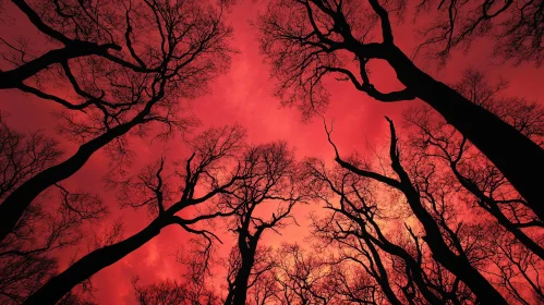 Silhouetted Branches Under Red Sky