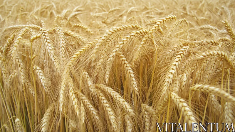 Lush Golden Wheat Field in Harvest Season AI Image