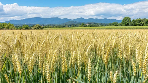 Golden Wheat Field in Countryside